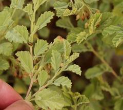 Hermannia holosericea