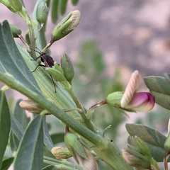 Lessertia benguellensis