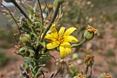 Osteospermum polygaloides