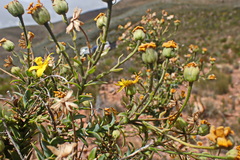Osteospermum polygaloides
