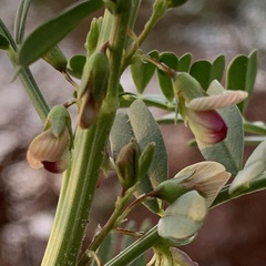 Lessertia benguellensis