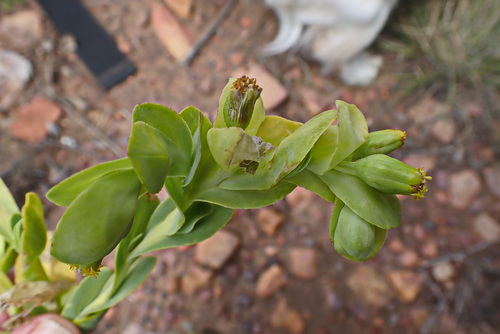 Image of Hertia alata by no rights reserved