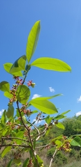 Ochnaceae