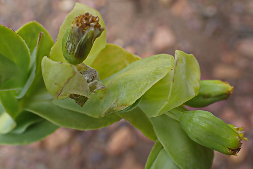 Image of Hertia alata by no rights reserved