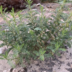 Lessertia benguellensis