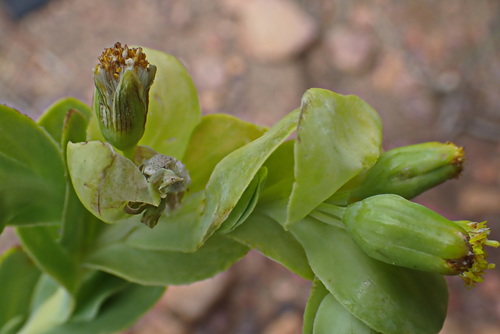 Image of Hertia alata by no rights reserved