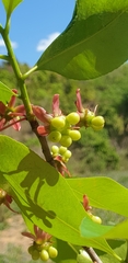 Ochnaceae