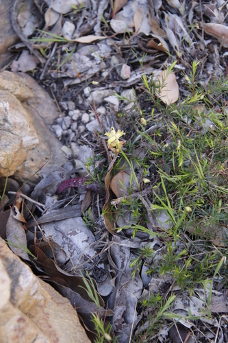 Image of Lachenalia lutea by (c) Tony Rebelo, some rights reserved (CC BY-SA)