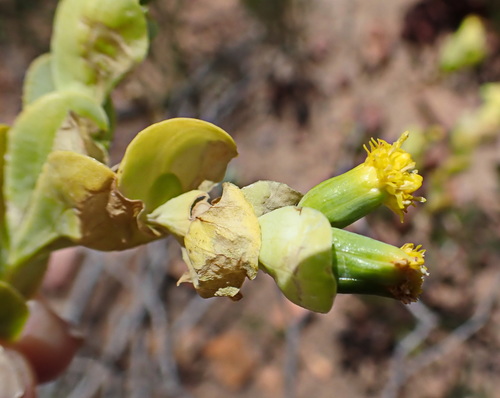 Kleinkaroo Springbokbush (Hertia alata)