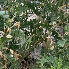 Lessertia benguellensis