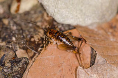 Ceuthophilus maculatus