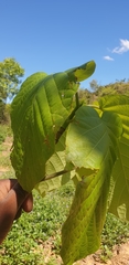 Cinchonoideae