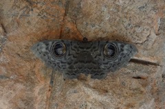 Erebus macrops