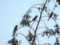 Passer hispaniolensis hispaniolensis