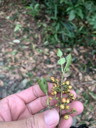 Image of Ilex rotunda by (c) 呂一起(Lu i-chi), some rights reserved (CC BY)