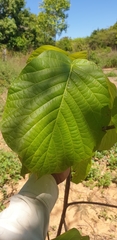 Cinchonoideae