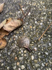 Plectotropis mackensii