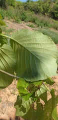 Cinchonoideae