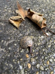 Plectotropis mackensii