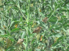 Passer hispaniolensis hispaniolensis