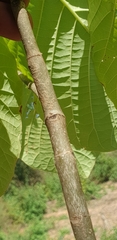 Cinchonoideae