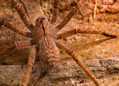 Phoneutria eickstedtae