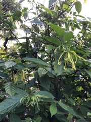 Cananga
