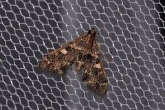 Nacoleia glageropa