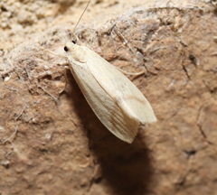 Notata modicus