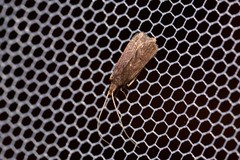 Lecithocera imprudens