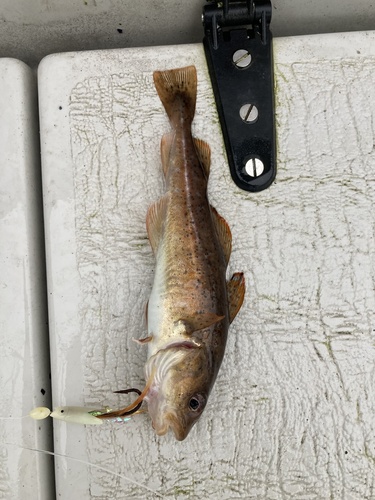 Atlantic Cod