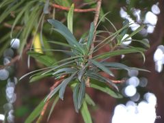 Podocarpus macrophyllus macrophyllus