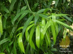 Podocarpus nakaii