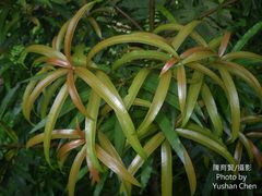 Podocarpus nakaii