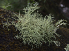 Usnea cornuta
