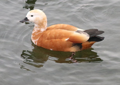 Tadorna ferruginea