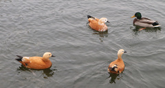 Tadorna ferruginea