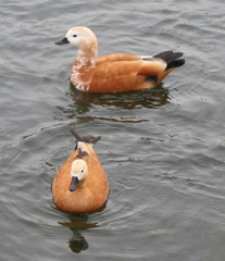 Tadorna ferruginea