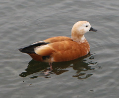 Tadorna ferruginea