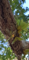 Bifalcula