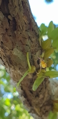 Bifalcula