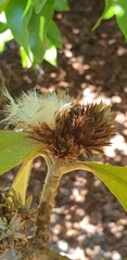 Oliganthes