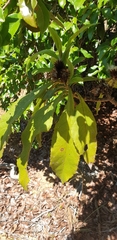 Oliganthes