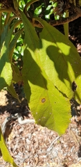 Oliganthes