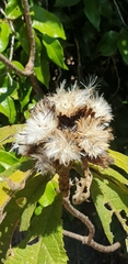 Oliganthes