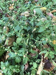 Galinsoga quadriradiata