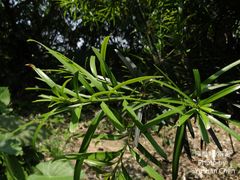 Podocarpus macrophyllus maki