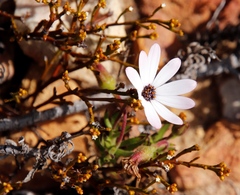 Dimorphotheca walliana