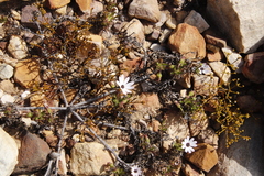 Dimorphotheca walliana