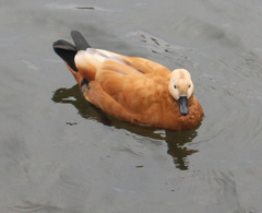 Tadorna ferruginea